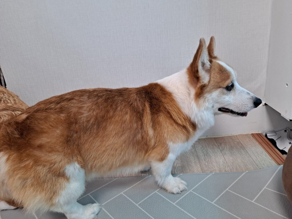 푸들교배