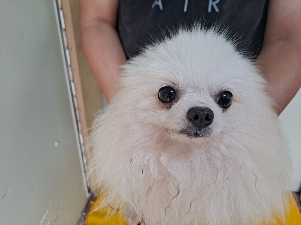 치외