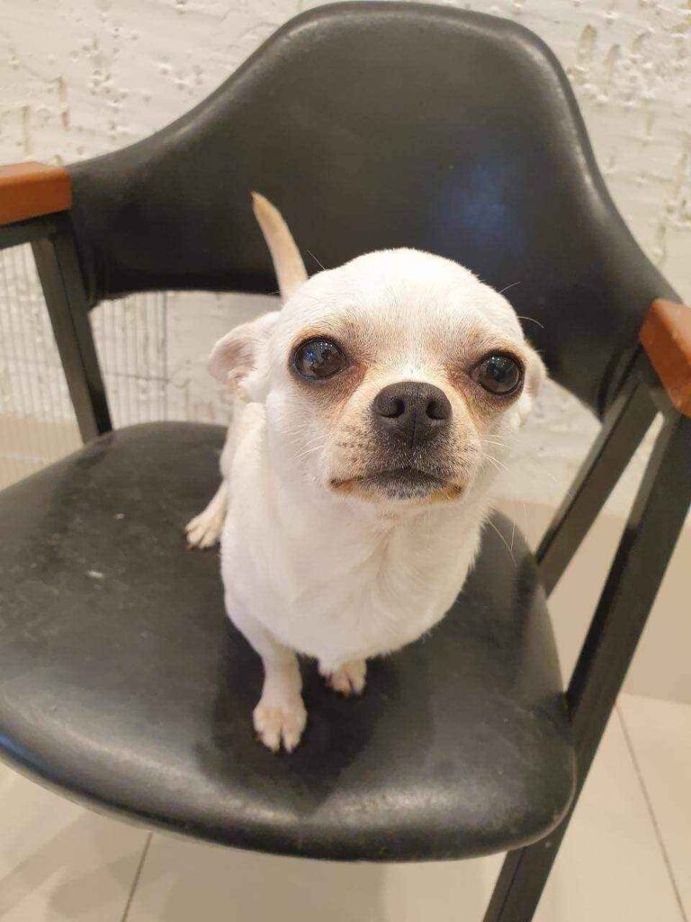 치와와 장모치와와 교배