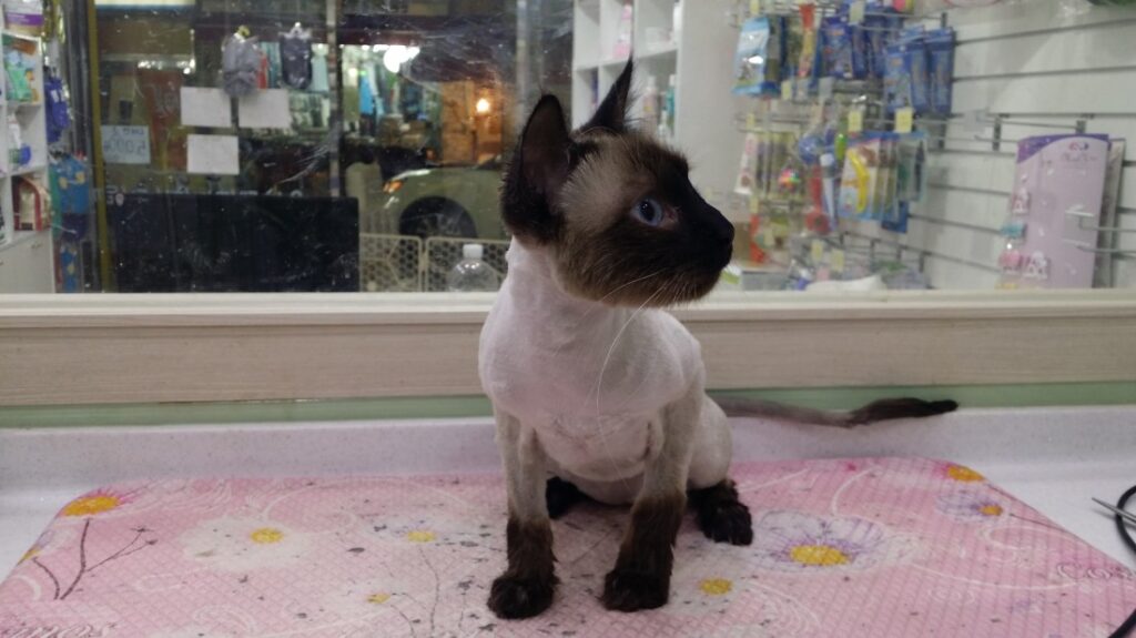 친칠라 고양이미용사진