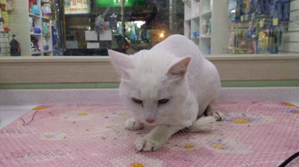 터키쉬앙고라 고양이미용사진