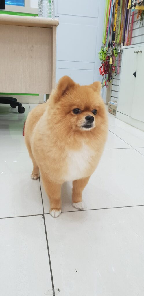 서울대입구 애견미용 사진