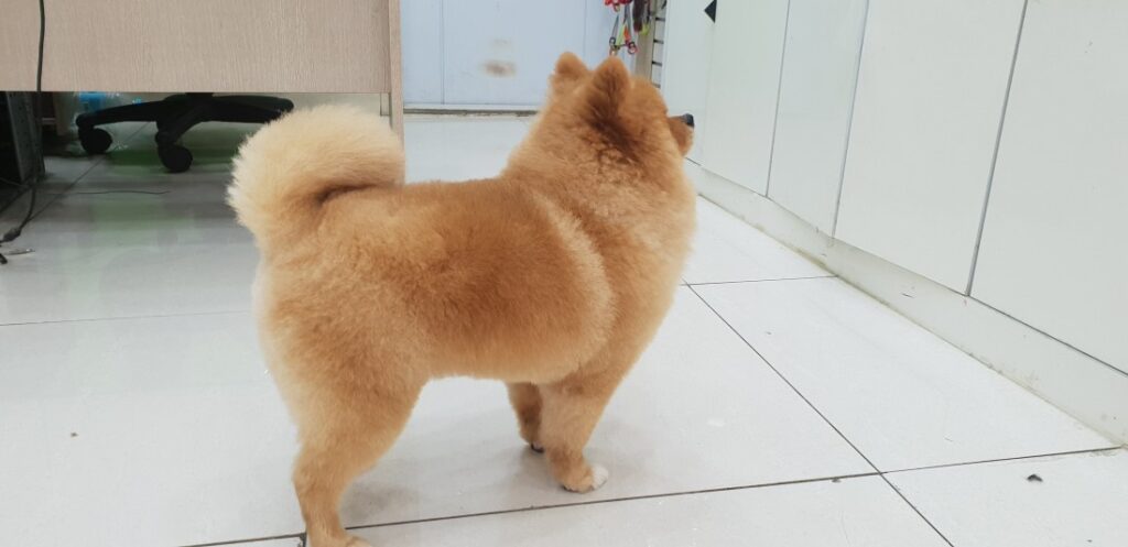 봉천동 치와와 미용