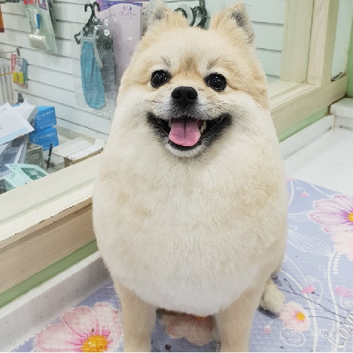 낙성대 푸들 애견미용