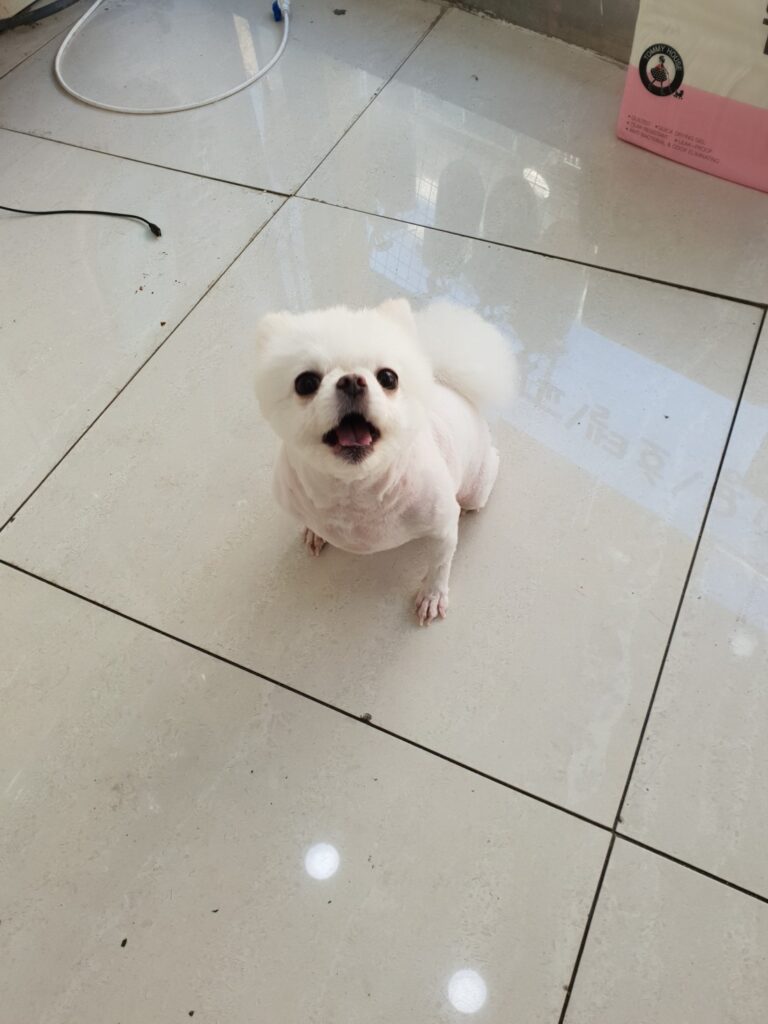 봉천역 말티즈 미용