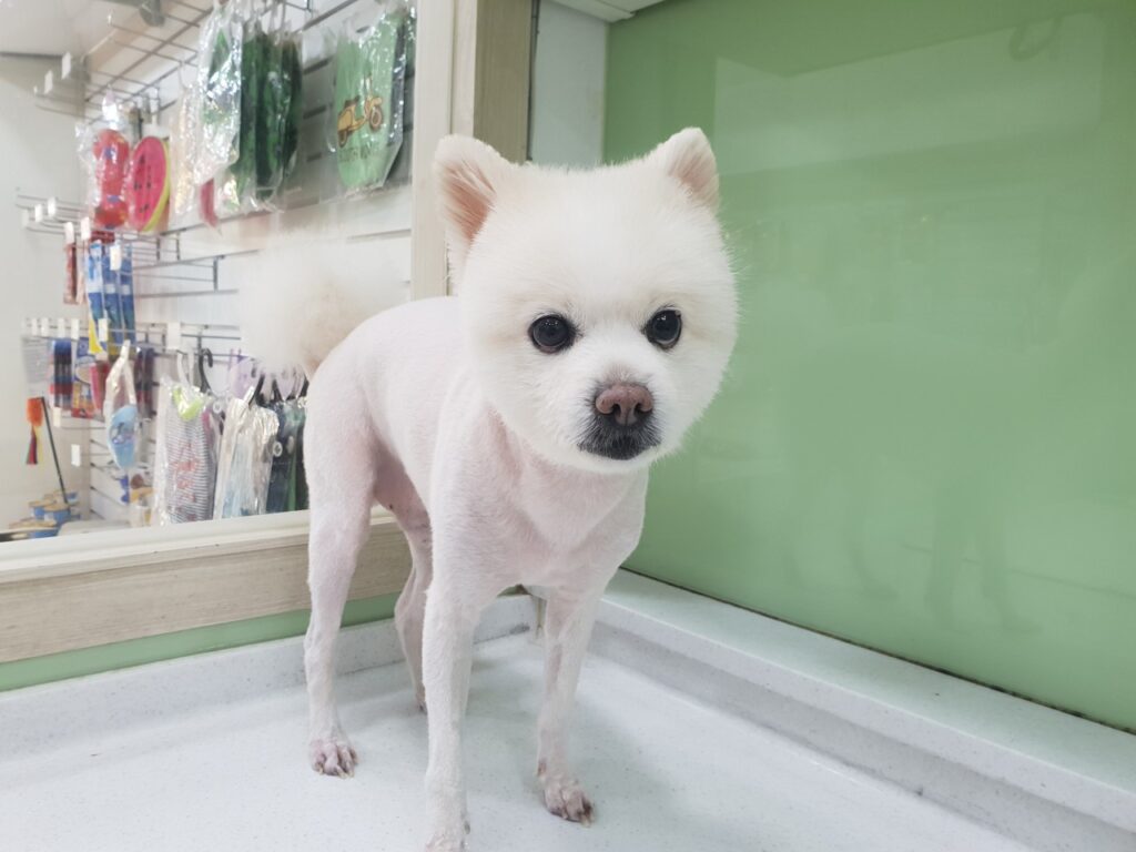 신림 포메 애견미용 사진
