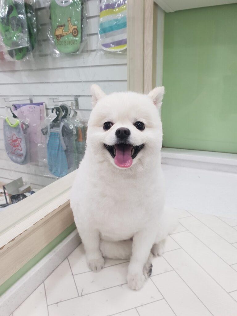 낙성대 포메라이언 곰돌이컷