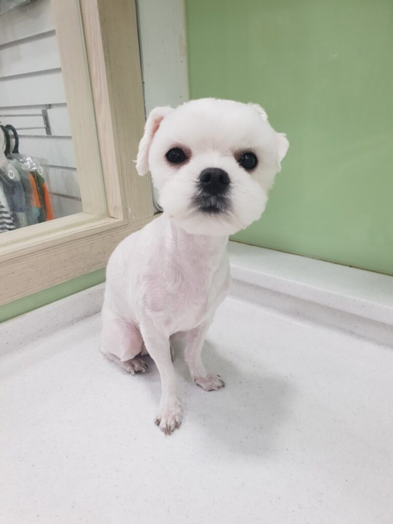 낙성대 말티즈미용